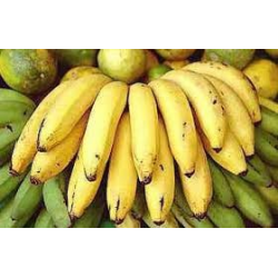 Banano Criollo ORGÁNICO - UNIDAD