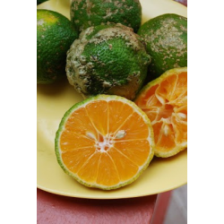 Limón Mandarina ORGÁNICO - UNIDAD